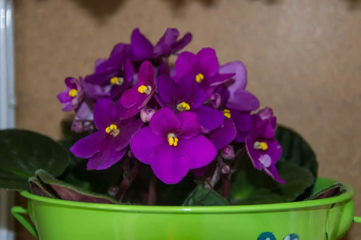 How To Get African Violets To Bloom?