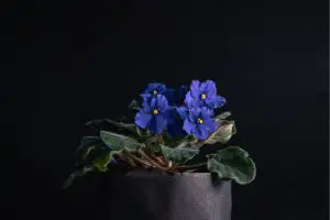 How To Propagate African Violets?
