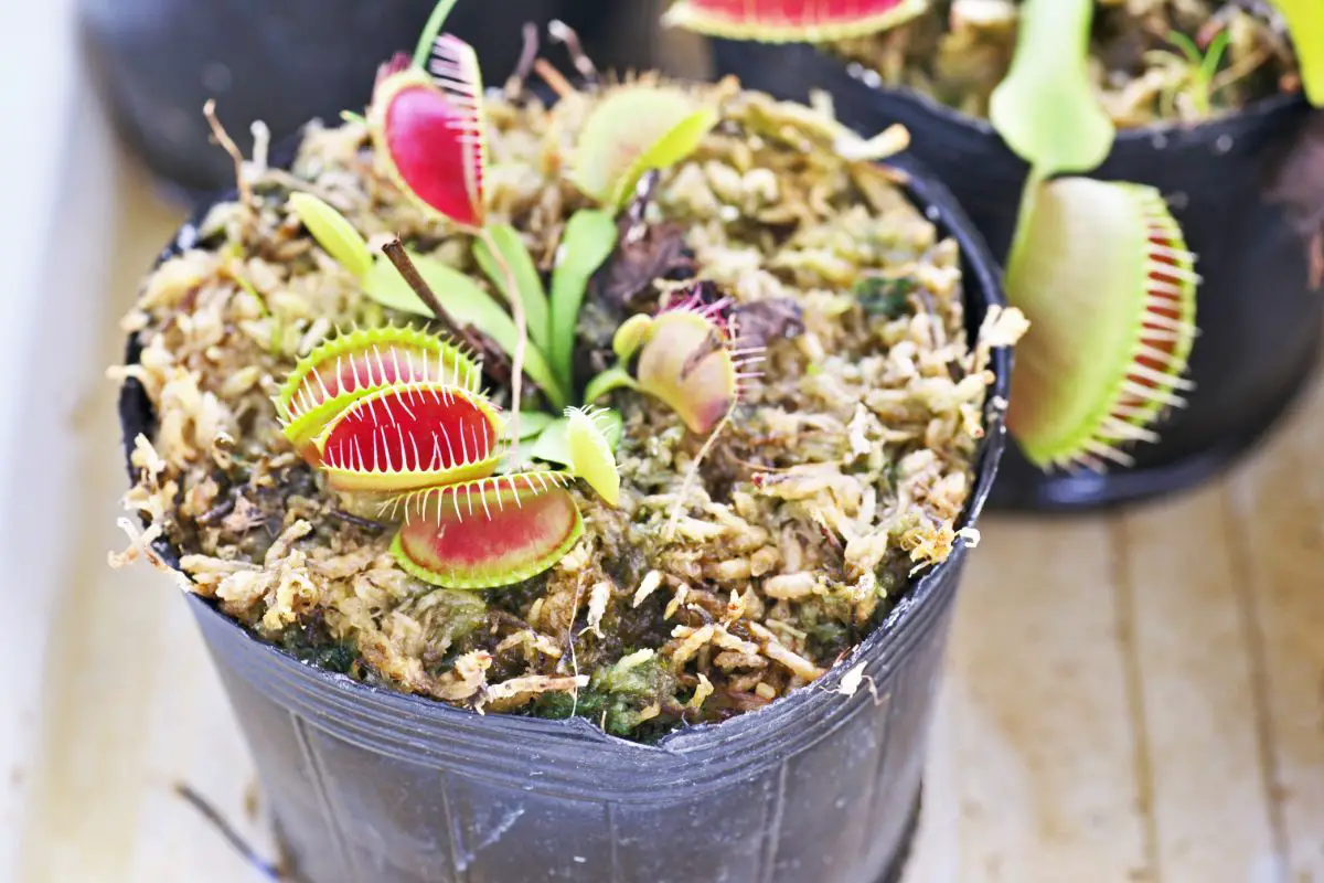 How To Repot A Venus Fly Trap?