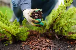 Use Mulch And Compost​