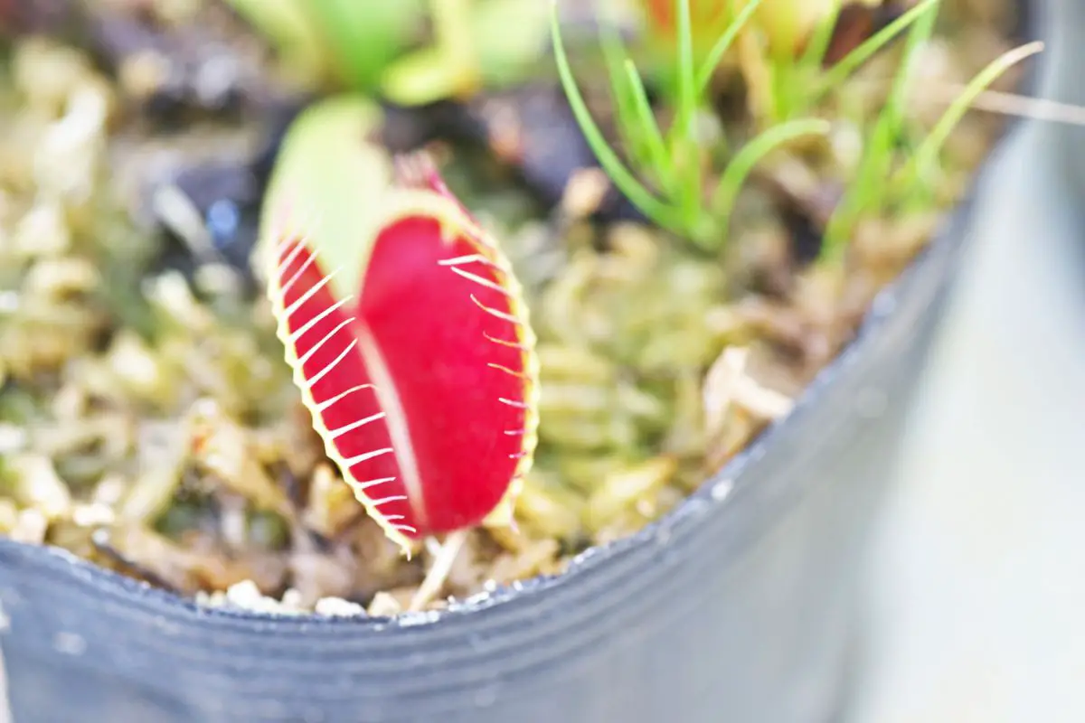 What Eats Venus Fly Traps?