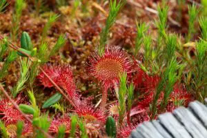 Why Do Carnivorous Plants Eat Insects?