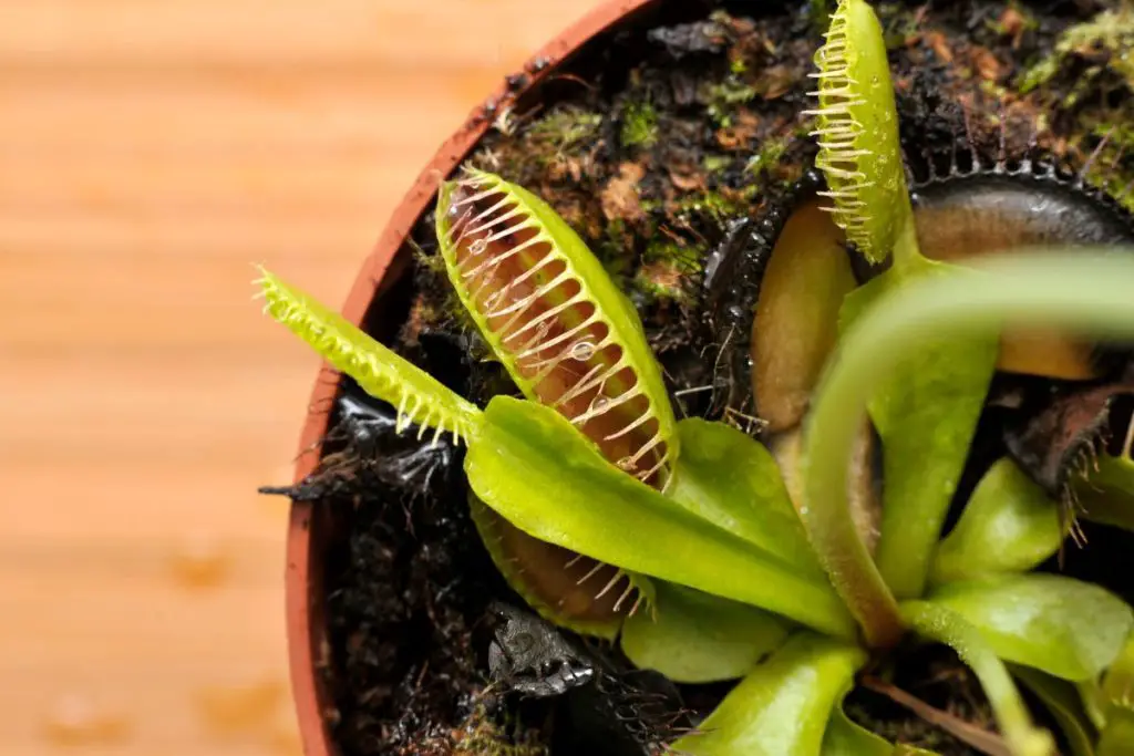 Why Do Carnivorous Plants Eat Insects? | Carnivorous Plants Tips