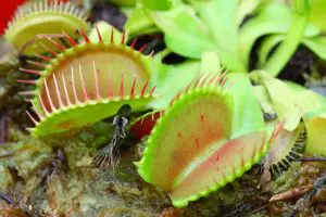 Why Is My Venus Fly Trap Dying?