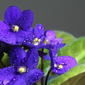 caring for African violets