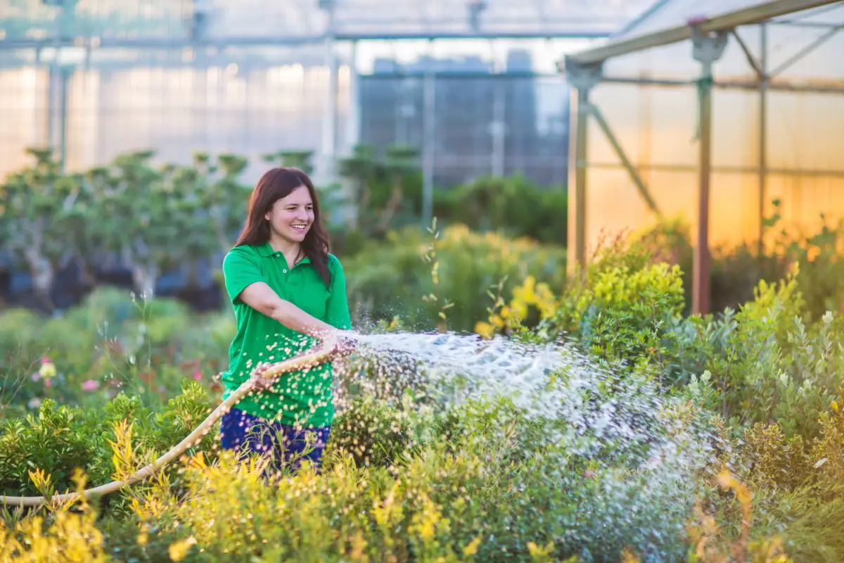 Hiring A Plant Waterer _