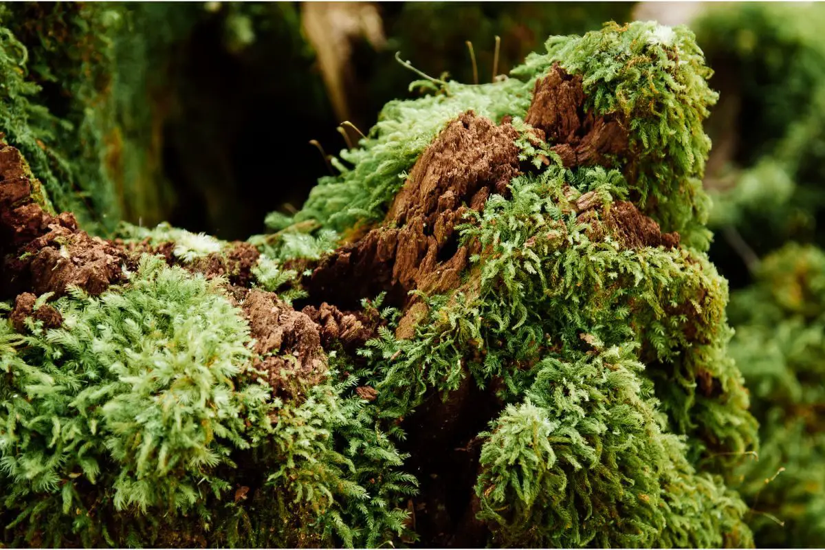 Prairie Sphagnum